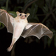 Image for article titled Hearing "Ebola" After Eating Bat Meat Can't Be Good